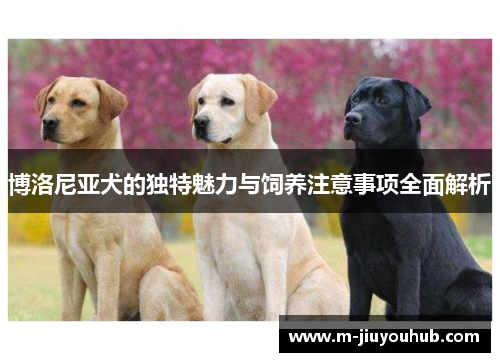 博洛尼亚犬的独特魅力与饲养注意事项全面解析